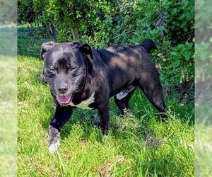 Bulldog-Unknown Mix Dogs for adoption in San Martin, CA, USA