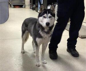 Siberian Husky Dogs for adoption in Riverside, CA, USA