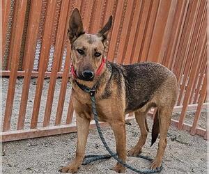 German Shepherd Dog-Unknown Mix Dogs for adoption in Las Vegas, NV, USA