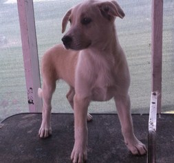 Medium Photo #1 Black Mouth Cur-Unknown Mix Puppy For Sale in Bonifay, MO, USA