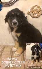 Australian Mountain Dog Dogs for adoption in Mesa, AZ, USA