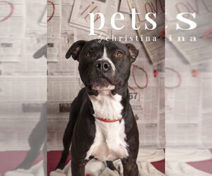 Mutt Dogs for adoption in Foristell, MO, USA