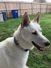 Alaskan Husky-Unknown Mix Dogs for adoption in Dallas, TX, USA