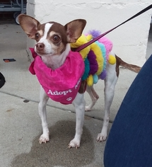 Chihuahua Dogs for adoption in Winder, GA, USA