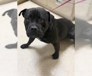 Mutt Dogs for adoption in Riverside, CA, USA