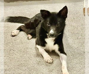 Border Collie-Unknown Mix Dogs for adoption in Doylestown, PA, USA
