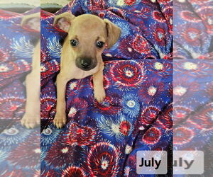 Chiweenie Dogs for adoption in Ellijay, GA, USA