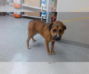 German Shepherd Dog-Unknown Mix Dogs for adoption in Pasadena, TX, USA