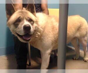 Akita Dogs for adoption in Houston, TX, USA