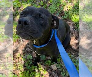 American Pit Bull Terrier Dogs for adoption in Augusta, GA, USA