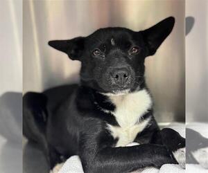 Chihuahua Dogs for adoption in Conroe, TX, USA