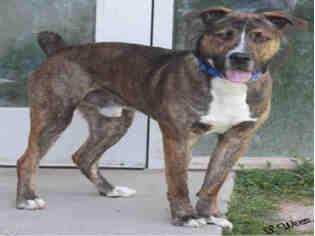Rottweiler-American Pit Bull Terrier Dogs for adoption in Ogden, UT, USA