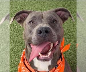 American Pit Bull Terrier Dogs for adoption in Concord, NC, USA