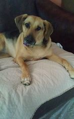 Shih Tzu Dogs for adoption in Sylmar, CA, USA