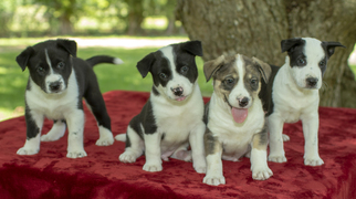 Alaskan Husky-Border Collie Mix Dogs for adoption in Santa Fe, TX, USA