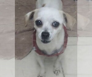 Chihuahua-Unknown Mix Dogs for adoption in Oakland Park, FL, USA