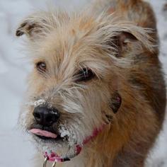 Airedale Terrier-Unknown Mix Dogs for adoption in Fairport, NY, USA