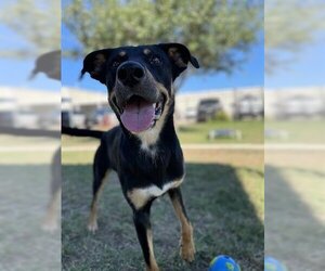 Shepradors Dogs for adoption in Sugar Land, TX, USA