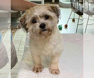 Lhasa Apso-Unknown Mix Dogs for adoption in Benton, LA, USA
