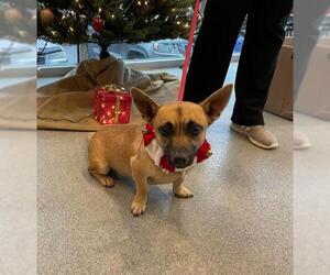 Chihuahua-Unknown Mix Dogs for adoption in Randleman, NC, USA
