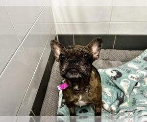 French Bulldog Dogs for adoption in Fort Collins, CO, USA