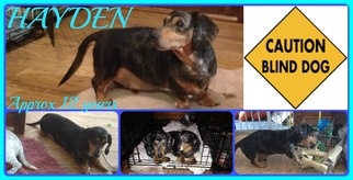 Dachshund Dogs for adoption in Sebec, ME, USA