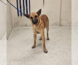 Mutt Dogs for adoption in Conroe, TX, USA