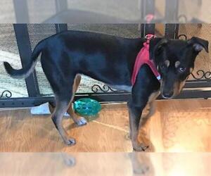 Miniature Pinscher Dogs for adoption in Cuba, NY, USA