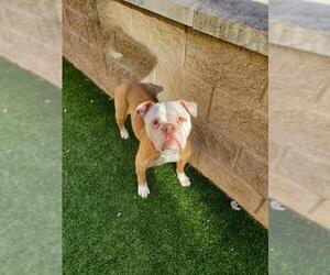 American Bulldog Dogs for adoption in Derwood, MD, USA