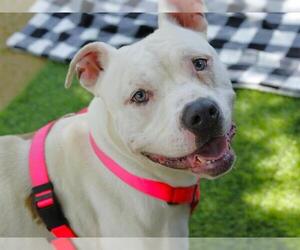 American Bulldog-Unknown Mix Dogs for adoption in Tallahassee, FL, USA