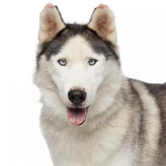 Alaskan Malamute Dogs for adoption in West Hollywood, CA, USA