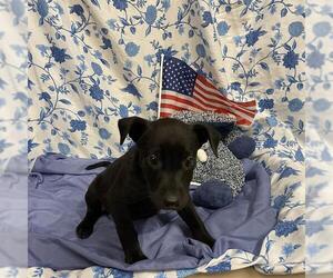 Mutt Dogs for adoption in Modesto, CA, USA