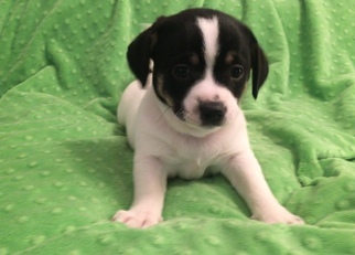 Chi-Corgi Dogs for adoption in Jarrettsville, MD, USA