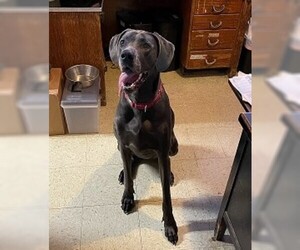 Great Dane Dogs for adoption in Decatur, GA, USA