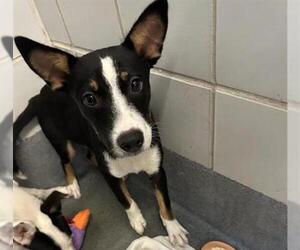 Labrador Retriever-Unknown Mix Dogs for adoption in San Antonio, TX, USA