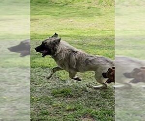 German Shepherd Dog-Great Pyrenees Mix Dogs for adoption in Scottsboro, AL, USA