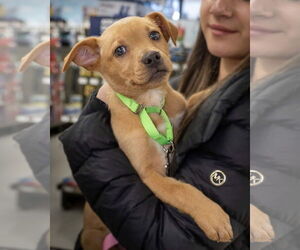 Labrador Retriever Dogs for adoption in Wilmington, NC, USA