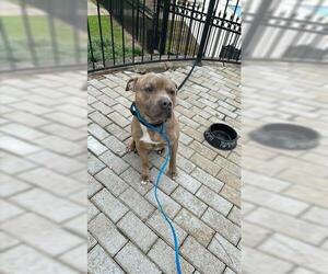 American Pit Bull Terrier Dogs for adoption in Houston, TX, USA