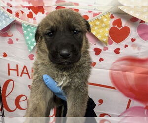Holland Shepherd-Unknown Mix Dogs for adoption in San Bernardino, CA, USA