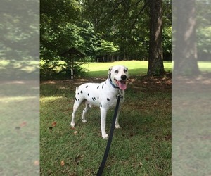 Dalmatian Dogs for adoption in Temple, GA, USA