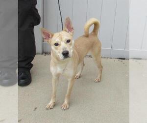 Shiba Inu-Unknown Mix Dogs for adoption in Louisville, KY, USA