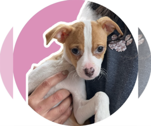 Rat Terrier-Unknown Mix Dogs for adoption in Rockville, MD, USA