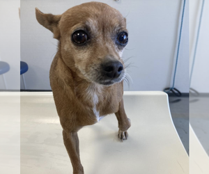 Chihuahua Dogs for adoption in Vail, AZ, USA