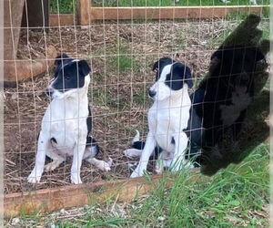 Border Collie-Unknown Mix Dogs for adoption in Rutledge, TN, USA