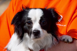 Medium Photo #1 Papillon-Unknown Mix Puppy For Sale in Brooklyn, NY, USA