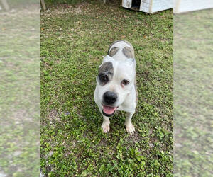 Bulldog-Unknown Mix Dogs for adoption in Miami, FL, USA