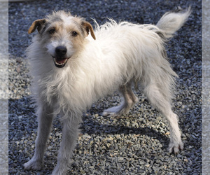 Parson Russell Terrier Dogs for adoption in Siler City, NC, USA