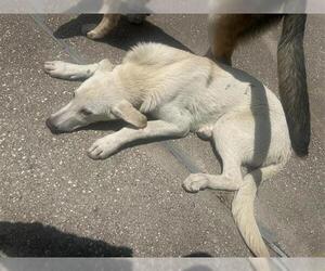 German Shepherd Dog-Unknown Mix Dogs for adoption in Houston, TX, USA