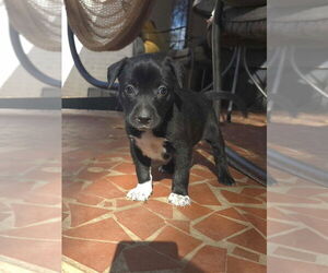 American Staffordshire Terrier-Labrador Retriever Mix Dogs for adoption in Raleigh, NC, USA