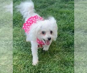 Bichon Frise Dogs for adoption in Colorado Springs, CO, USA